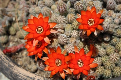 cactus flowers oranges flowering cactus