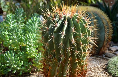 cactus spur green