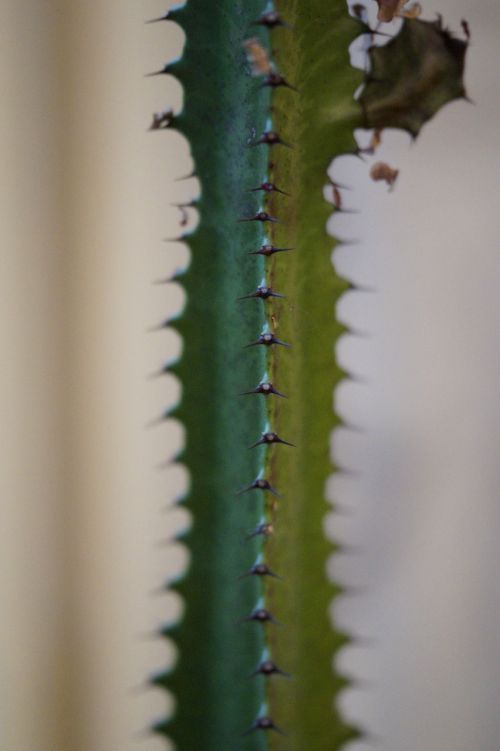 cactus spur prickly
