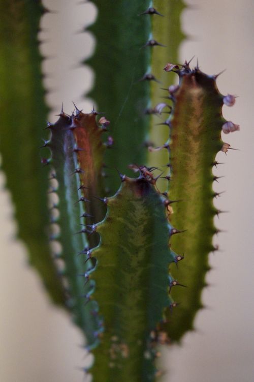 cactus spur prickly