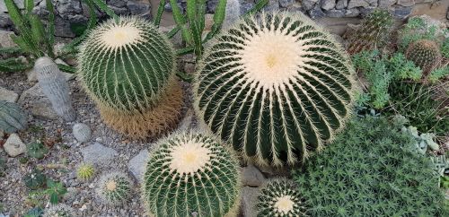 cactus sukulent thorns
