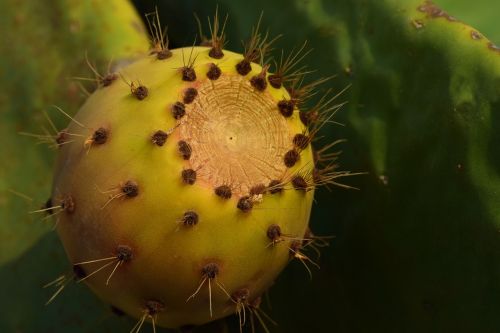 cactus prickly pear fruit