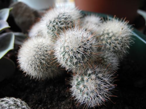 cactus round thorns