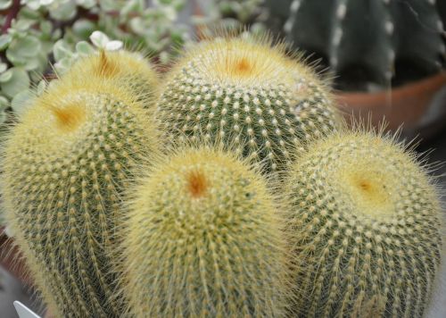 cactus plant spicy thorns