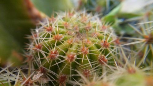 cactus green thorns
