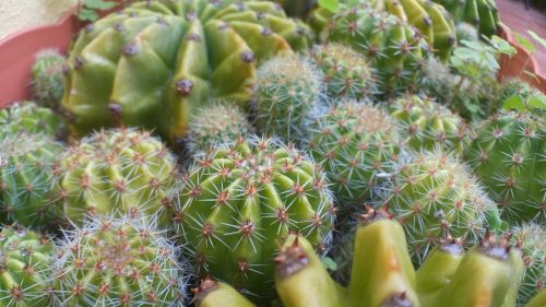 cactus green thorns