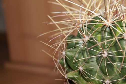 cactus plant thorns