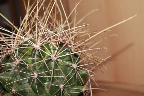 cactus plant thorns