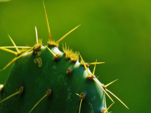 cactus macro green