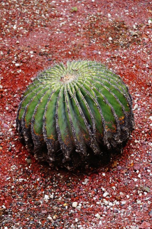 cactus nature plant