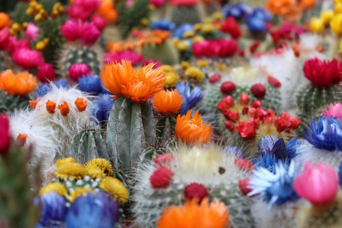 cactus flower botanical