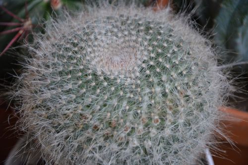 cactus plant spicy thorns