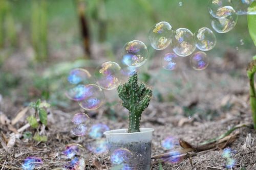 cactus bubbles garden