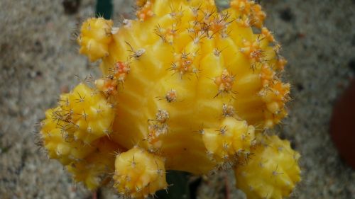 cactus ornamental plant yellow