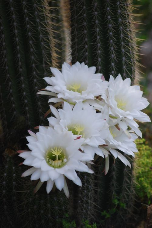 cactus flower white flower