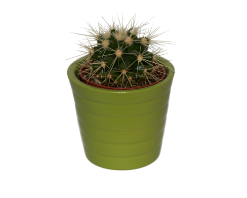 cactus plant isolated