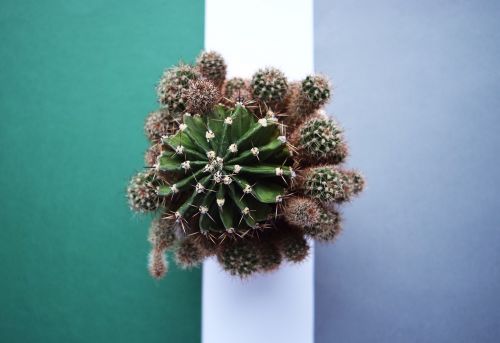 cactus succulent botanical