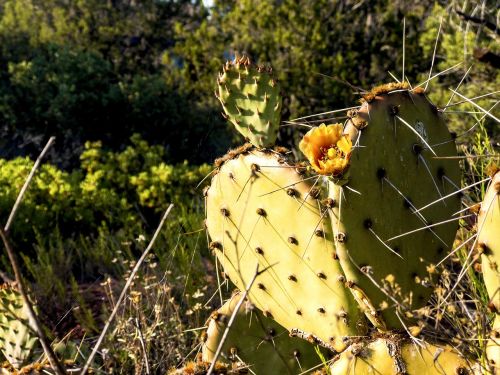 cactus prickly pear