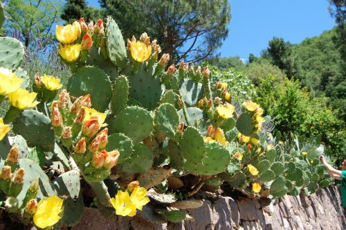 cactus prickly pear cactus greenhouse