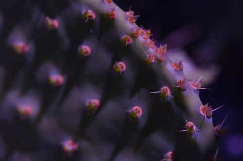 cactus purple plant