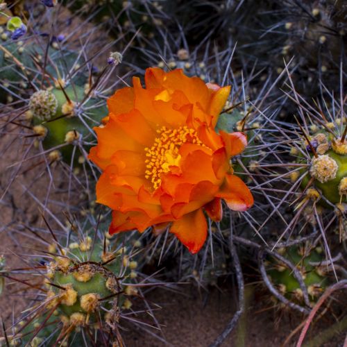 cactus flower red