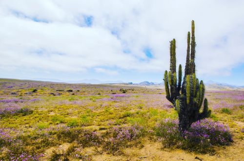cactus flowering desert flowers