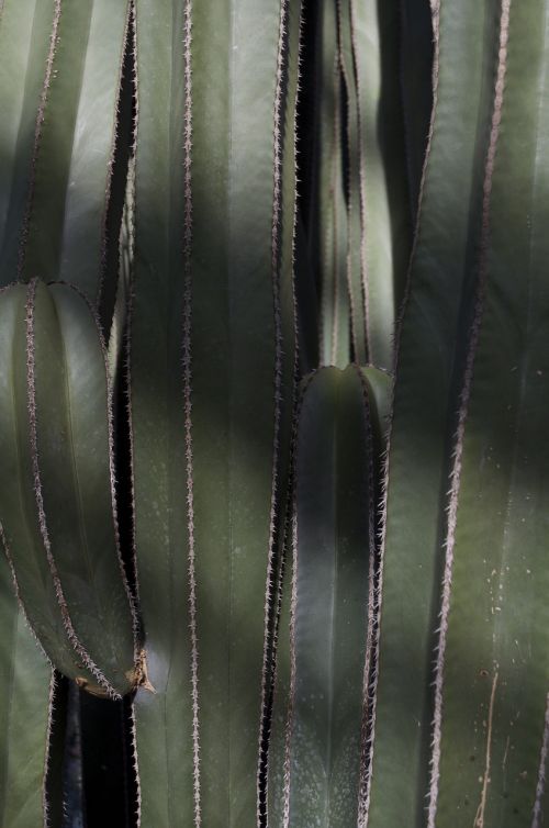 cactus plant longwood