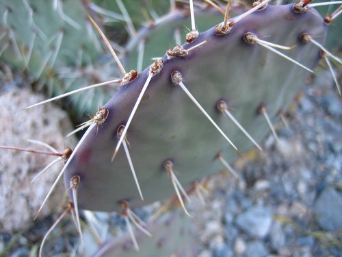 cactus thorns green