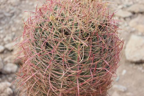cactus plant desert
