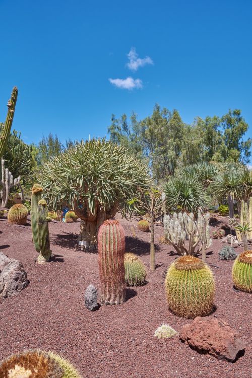 cactus sky wölken