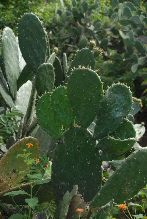 cactus vegetable nature
