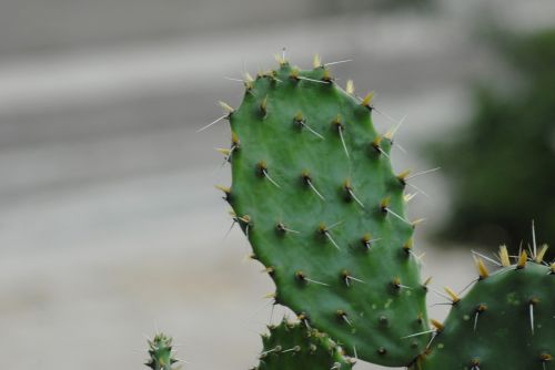 cactus thorns