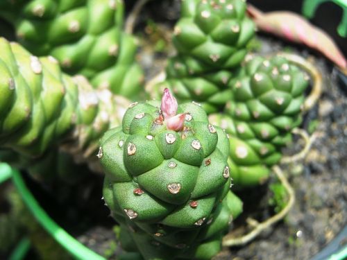 cactus plants green