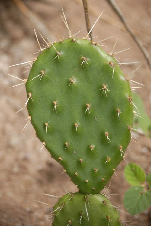 cactus thorns nature