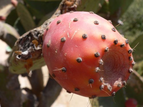 cactus figs fruits