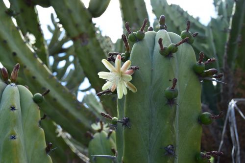 cactus flower beauty