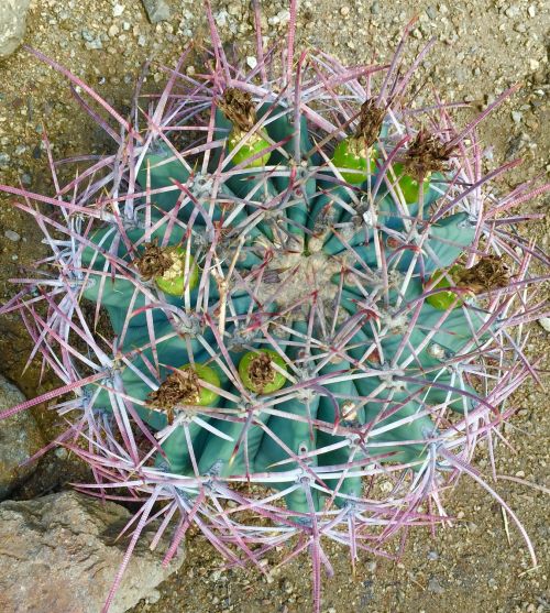 cactus desert plant