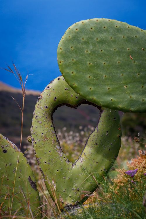 cactus canary islands prickly