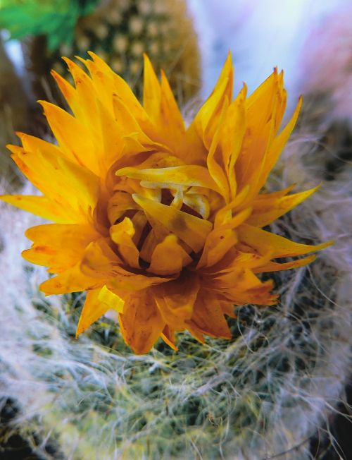 cactus yellow flower