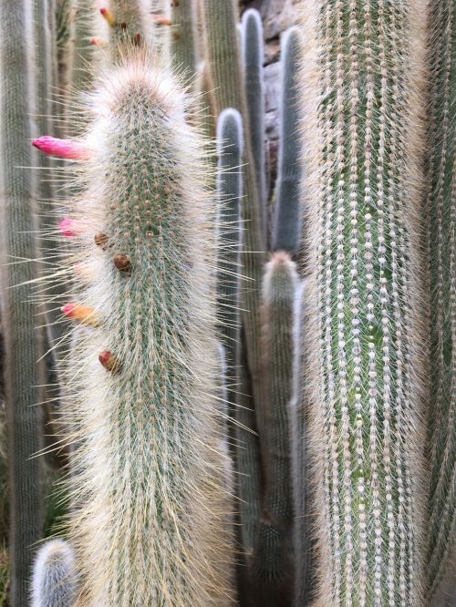 cactus spine nature