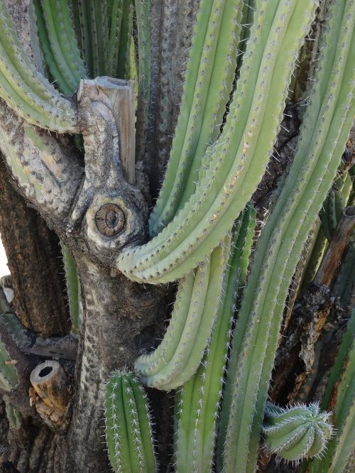 cactus prickly desert