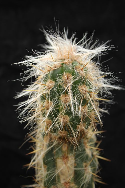cactus nature prickly