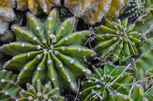 cactus desert plant thorns