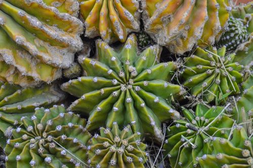 cactus desert plant thorns