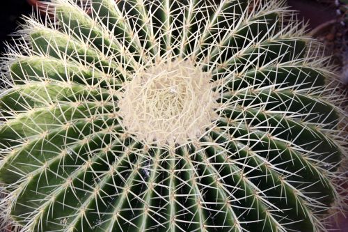 cactus botanical garden kiel