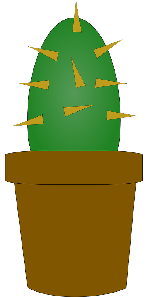 cactus pot plant