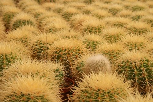cactus dry nature
