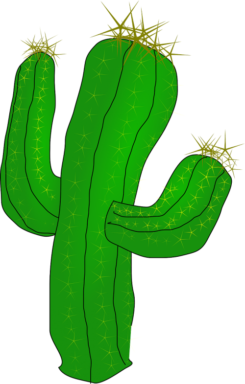 cactus desert cacti