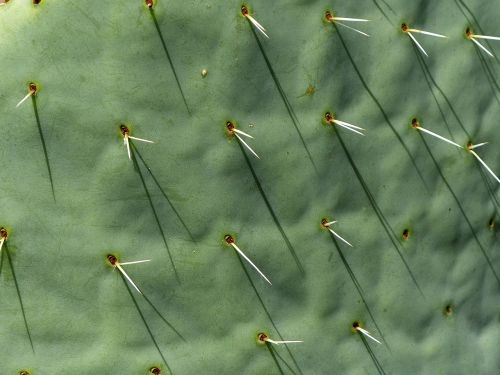 cactus long thorns spice