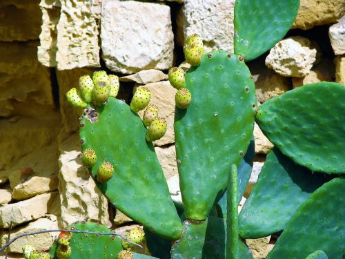 cactus plant thorny